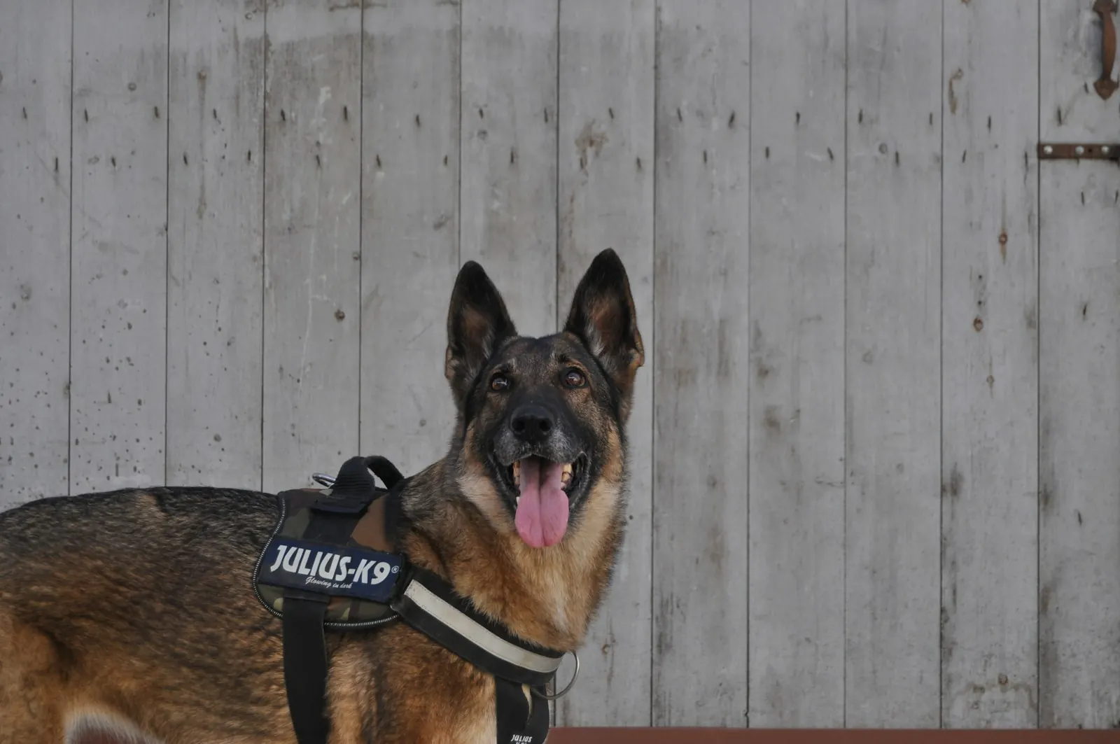 Chien de travail berger allemand